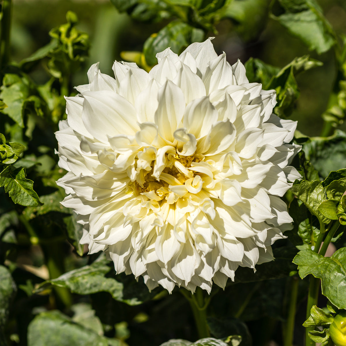 Dahlie 'Fleurel' (x3) - Willemse