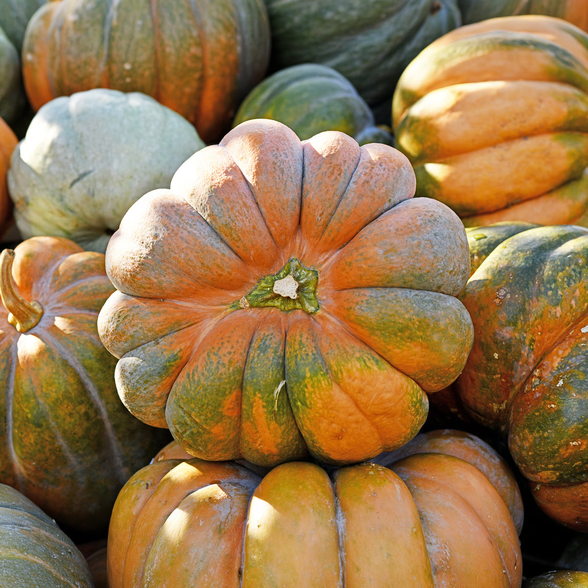 Moschuskürbis ‘Musquée de Provence’ Bio - Cucurbita maxima musquée de provence - Willemse