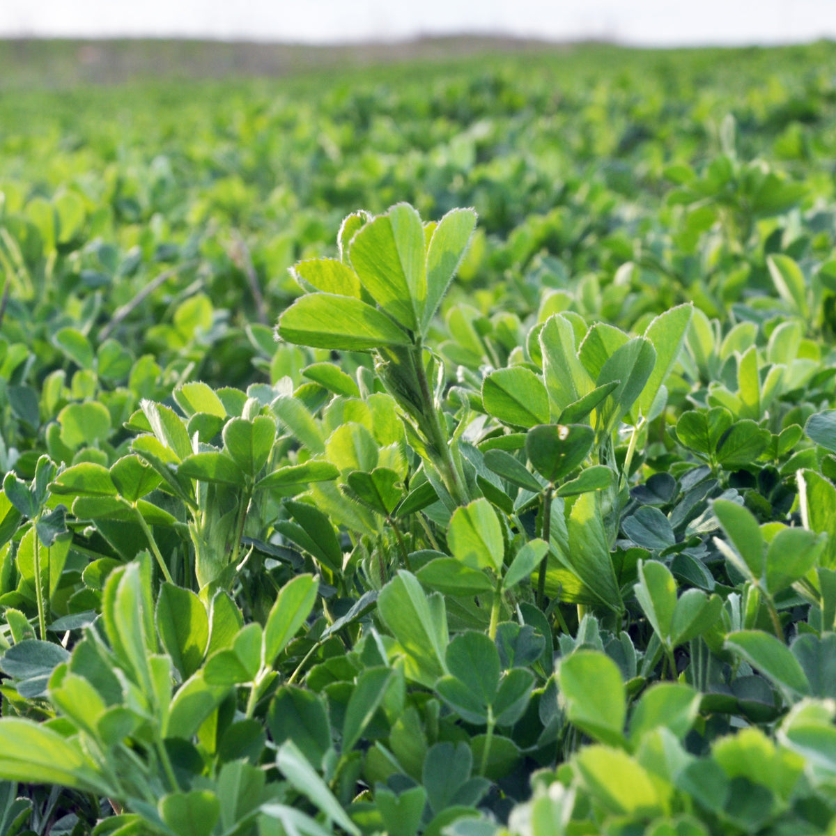 Luzerne - Medicago sativa - Willemse