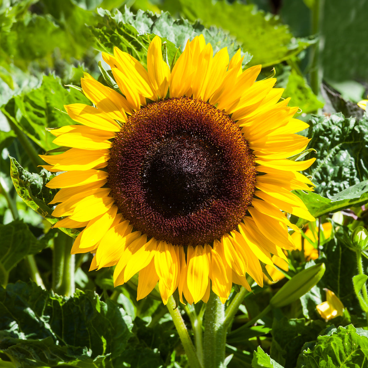Sonnenblume 'Giganteus' - Willemse
