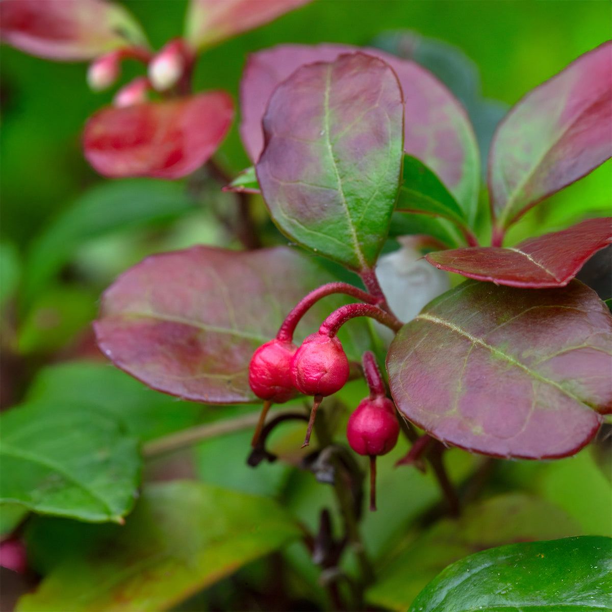 Gaultheria procumbens Big Berry - Gaultheria procumbens 'Big Berry' - Blühende Sträucher