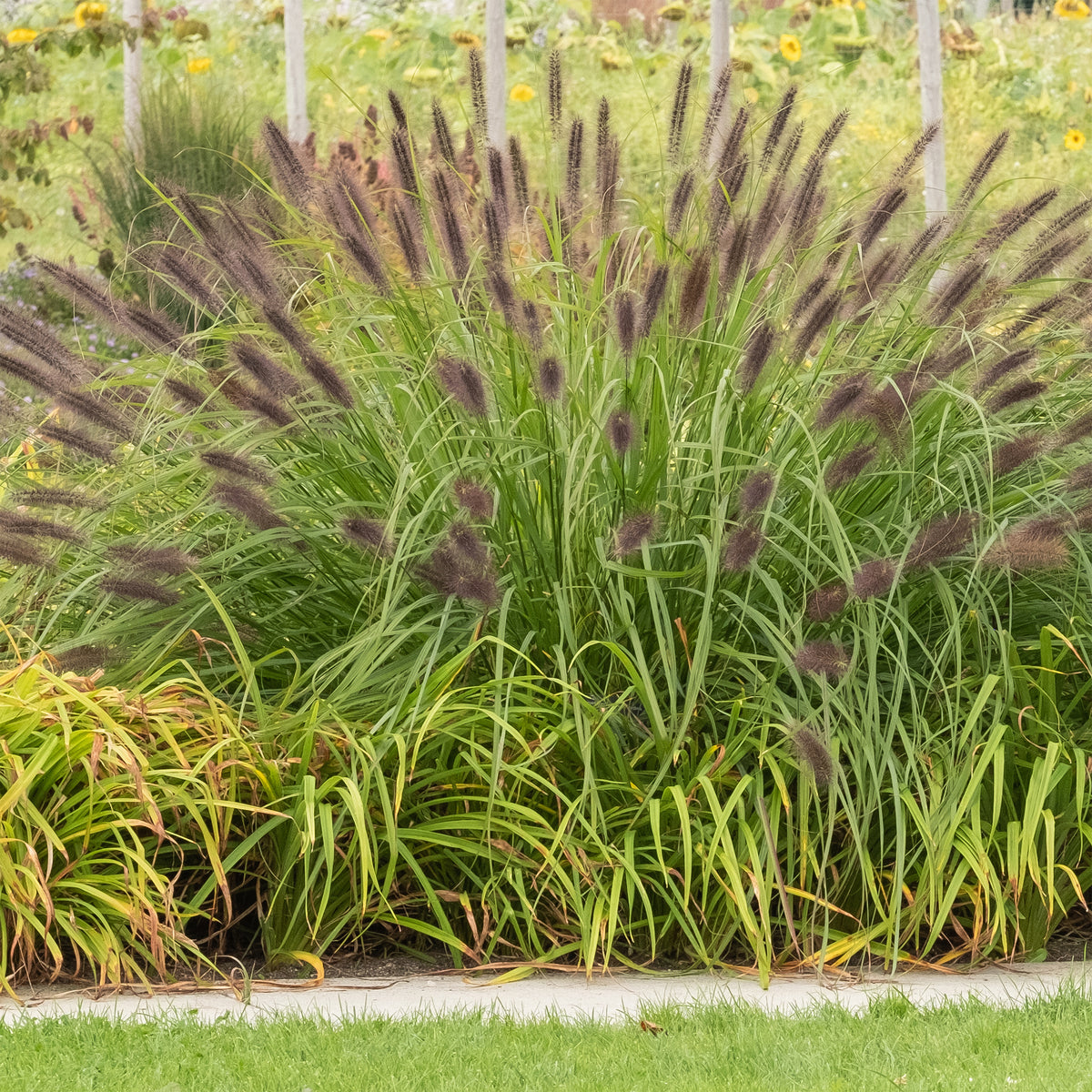 Lampenputzergras ‘Viridescens’ - Willemse