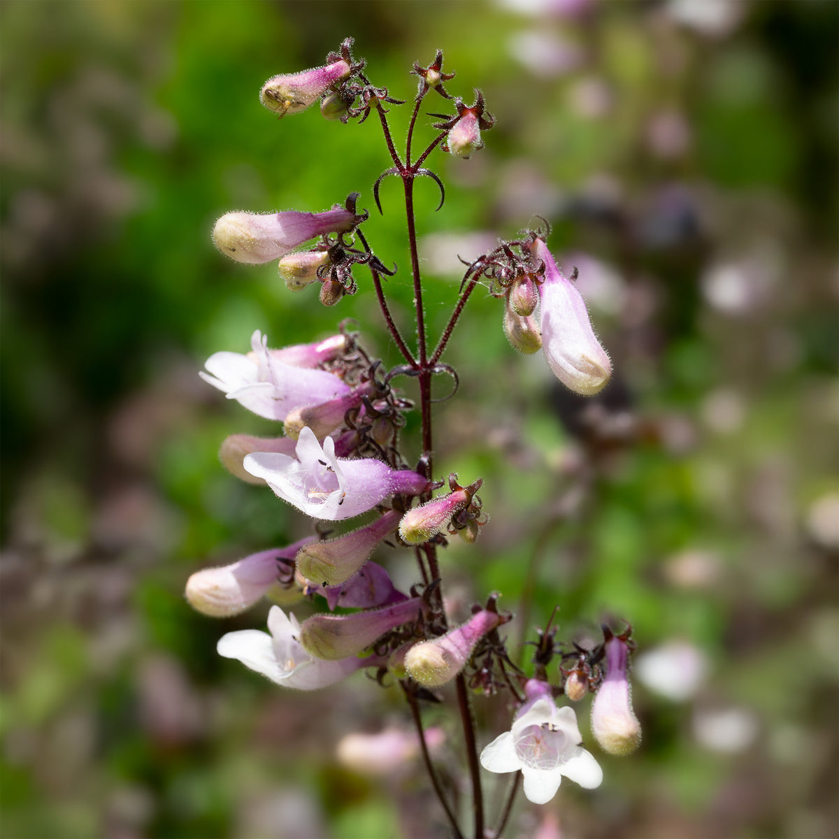 Penstemon digitalis husker red - Fingerhutförmiger Bartfaden 'Dark Towers' - Galane