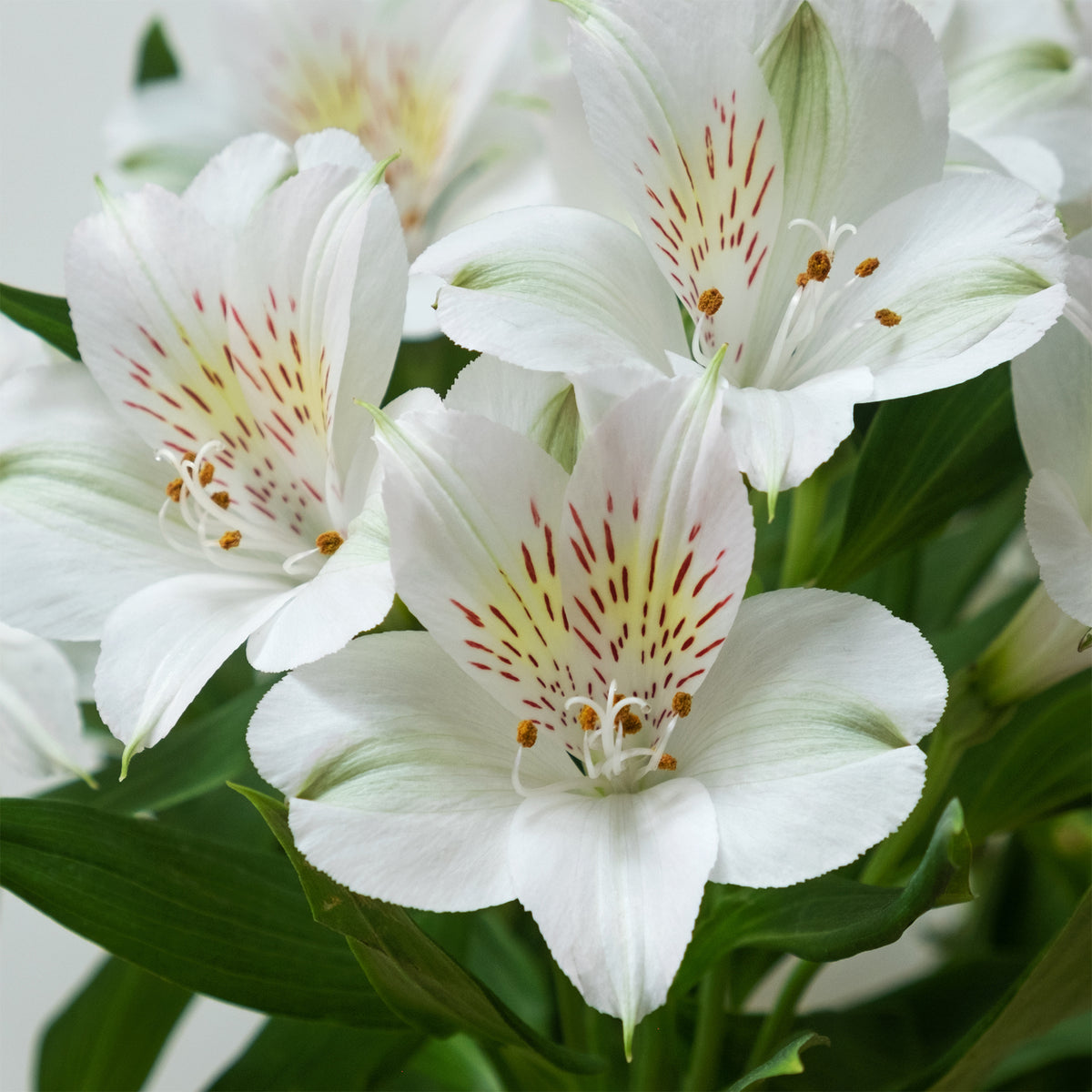 Inkalilie Majestic Mazé - Alstroemeria Majestic Mazé - Willemse