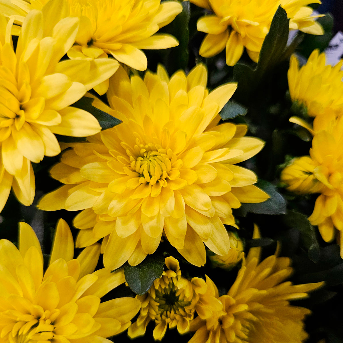 Chrysantheme Gelb/Orange - Willemse
