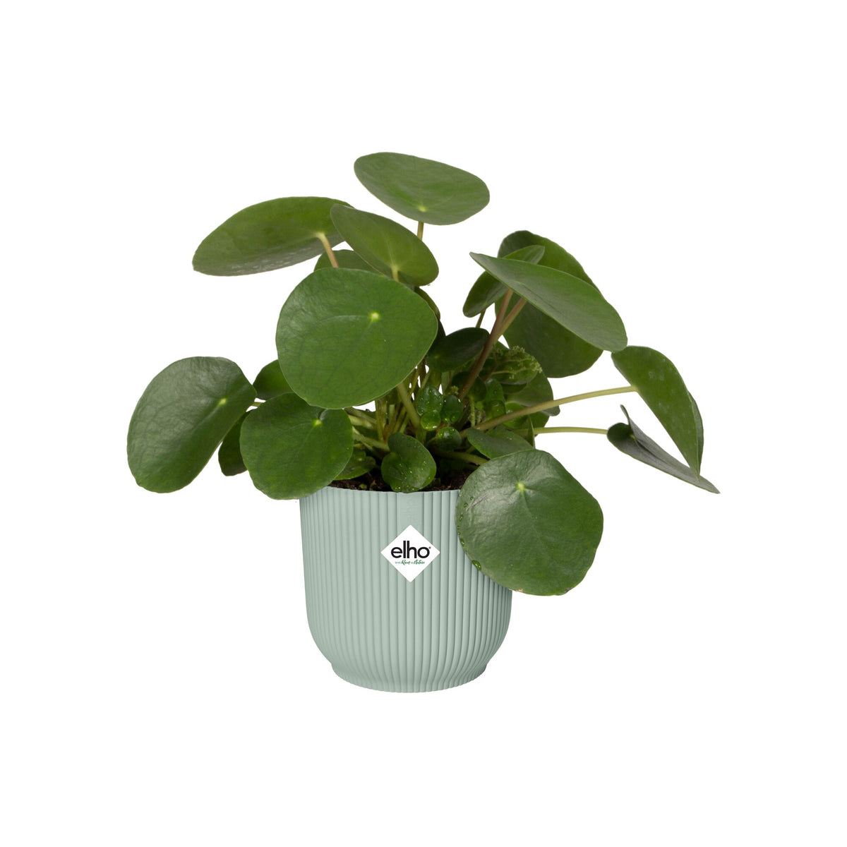 Elho Blumentopf Vibes fold rund sorbet grün - - Willemse