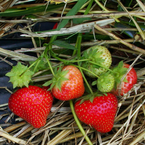 Erdbeer-Pflanze 'Sonata' - Fragaria x ananassa Sonata - Willemse