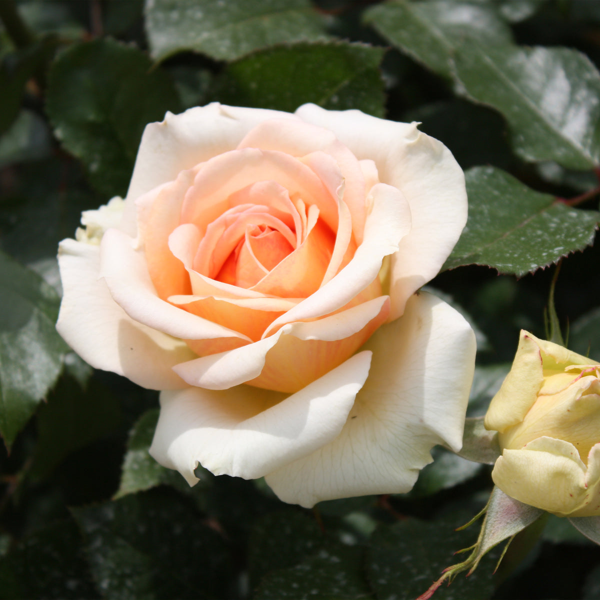 Rose ‘Tahiti’ - Willemse