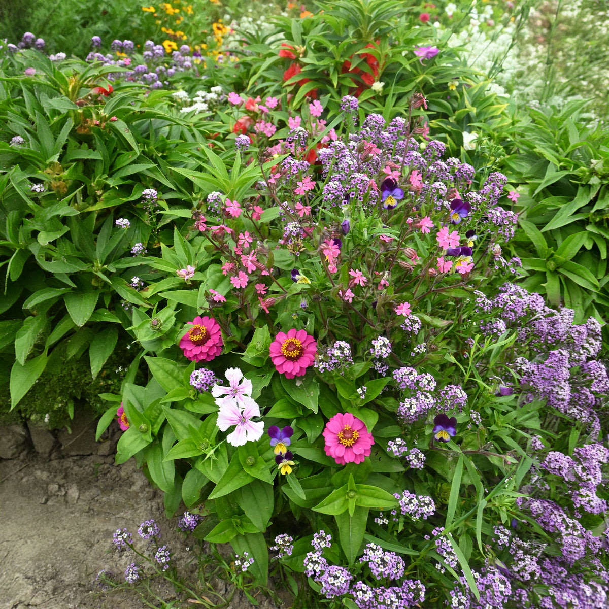 Spezieller Blumenteppich für Blumenkästen - - Willemse