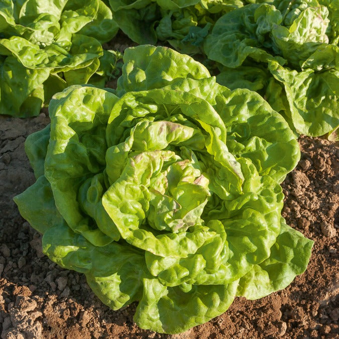 Kopfsalat ‘Reine de Mai’ - Willemse