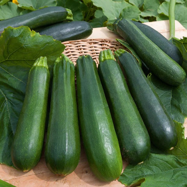 Saatgut-Kollektion für Gemüsegarten (x7) - - Willemse