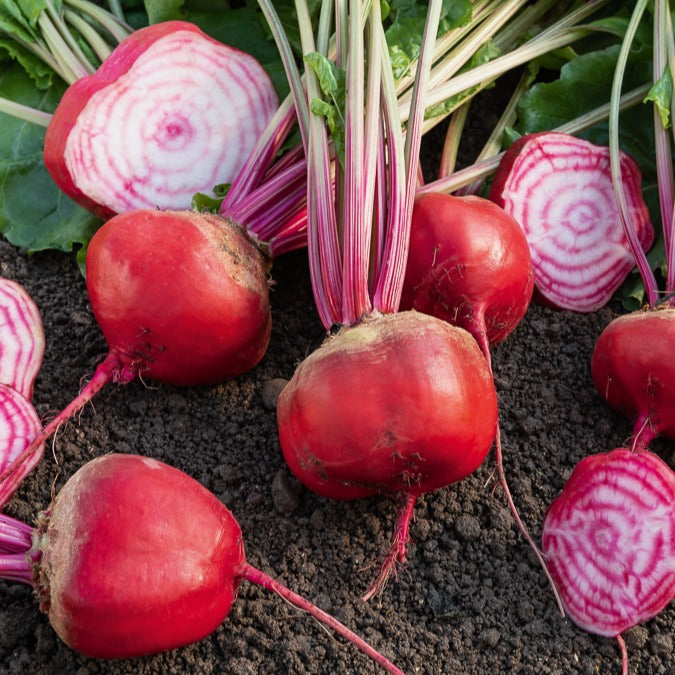 Rote Bete Chioggia