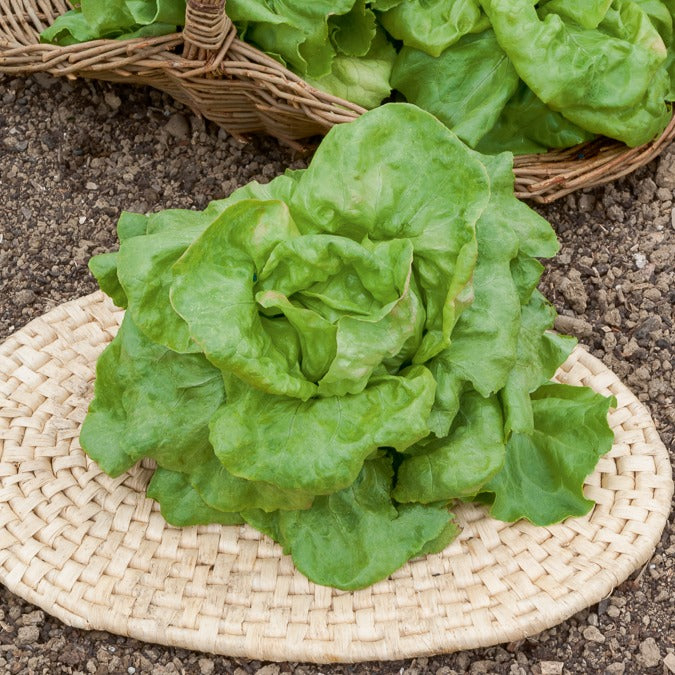 Kopfsalat ‘Du Bon Jardinier’ - Willemse