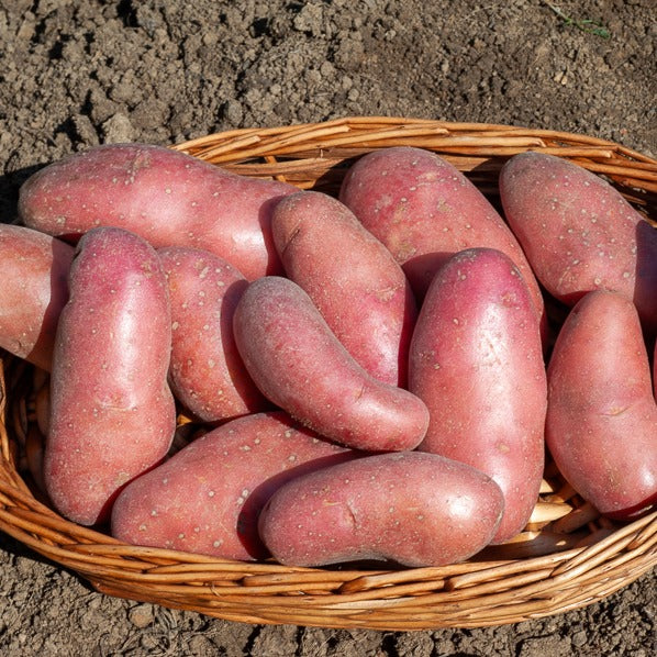 Kartoffel ‘Chérie’ (x25)
