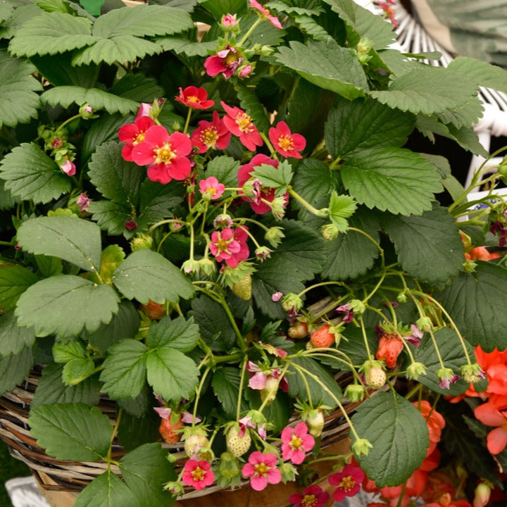 Erdbeere 'Toscana' (x3) - Fragaria x ananassa toscana - Willemse