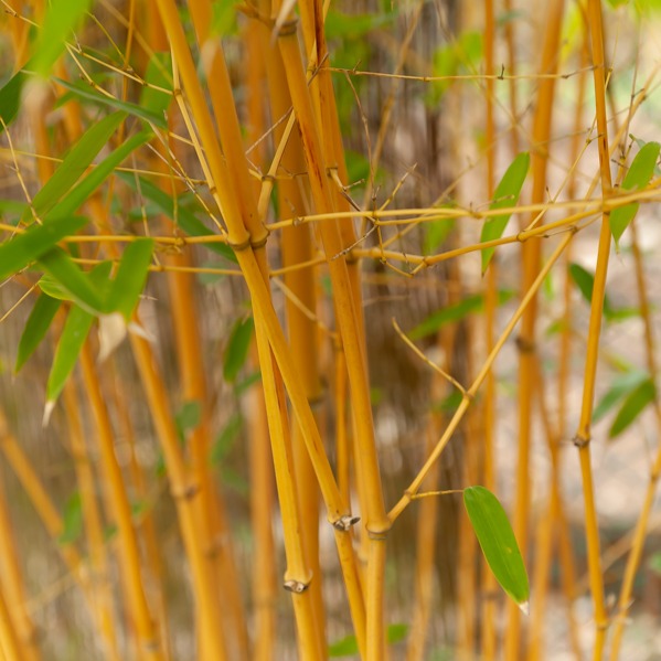 Riesenbambus 'Aureocaulis' - Phyllostachys aureosulcata aureocaulis