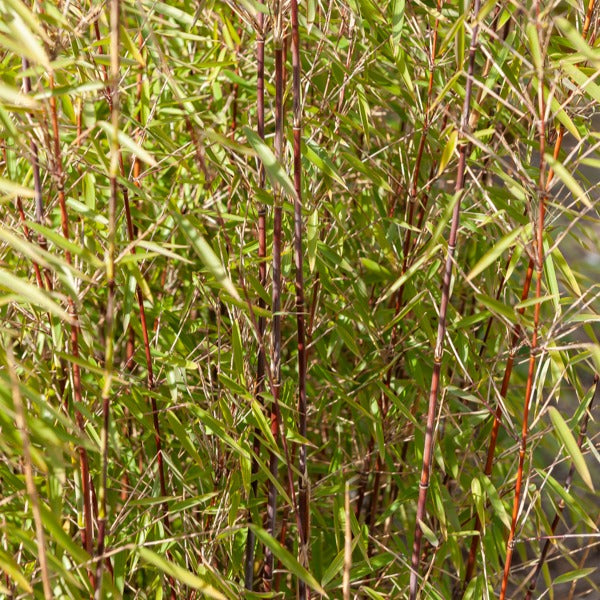 Gartenbambus, Pagoden-Hartriegel, Fächerahorn (x3) - Fargesia scabrida, cornus controversa, acer palmat - Willemse