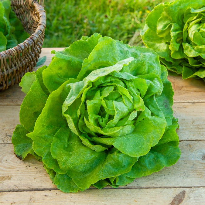 Kopfsalat Appia