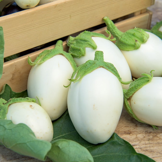 Aubergine ‘Blanche ronde à œufs’ - Solanum melongena blanche ronde à oeufs - Willemse