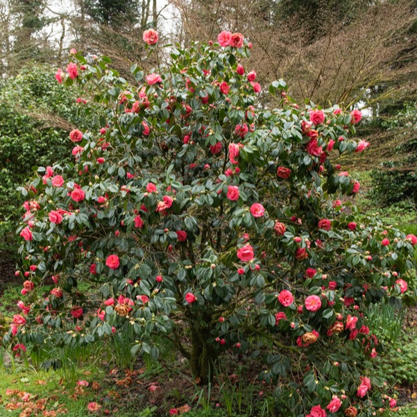 Japanische Kamelie ‘Mathotiana Rosea’ - Camellia Mathotiana rosea - Willemse