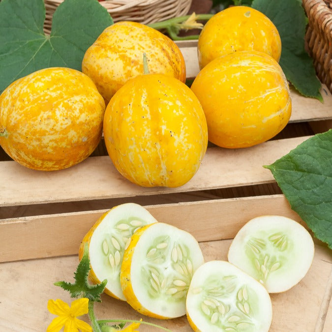 Zitronengurke ‘Lemon’