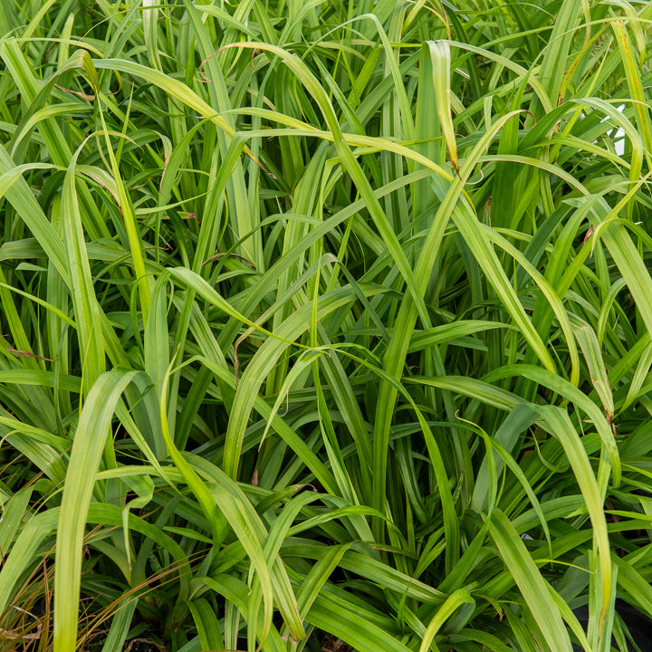 Hängende Seggen - Carex pendula - Willemse