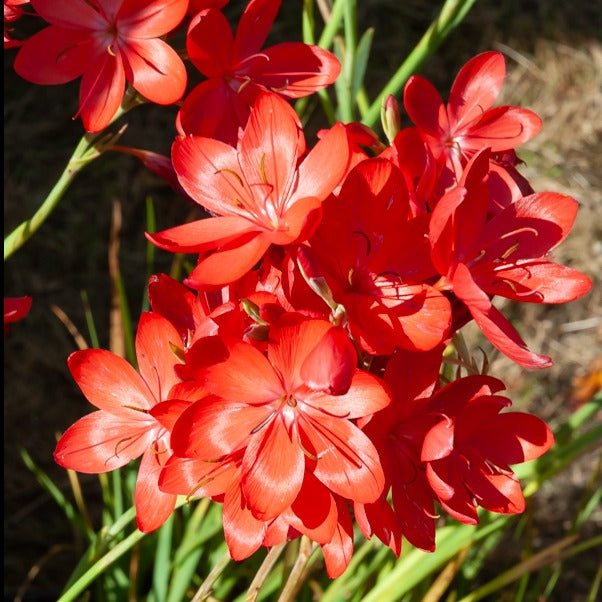 Kaffernlilie 'Major' - Schizostylis coccinea major - Willemse