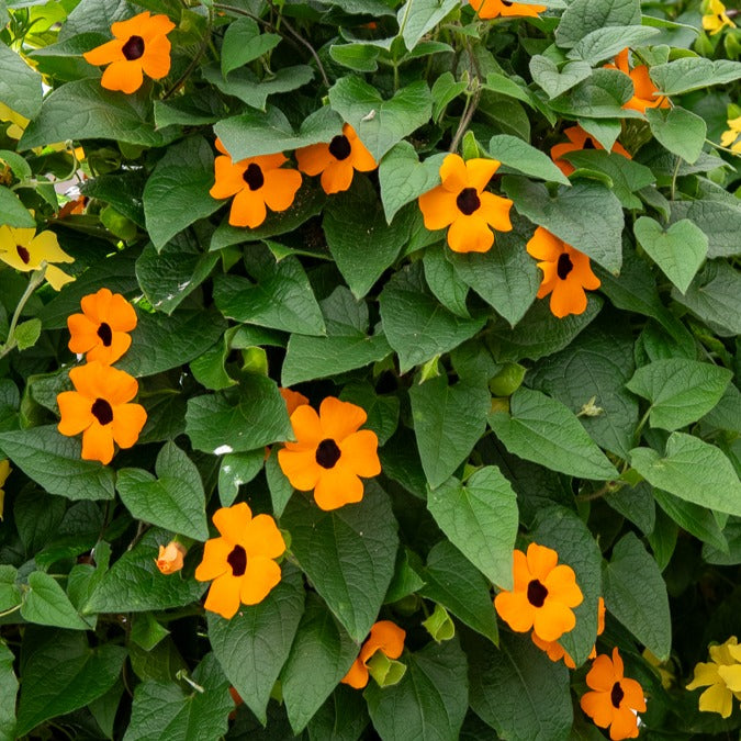 Verkauf Schwarzäugige Susanne 'Orange' - Thunbergia alata Sunny Susy®