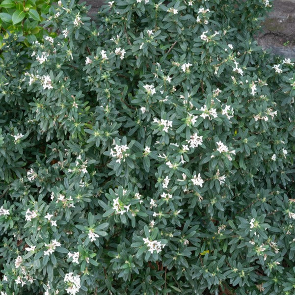 Seidelbast ‘Eternal Fragrance’