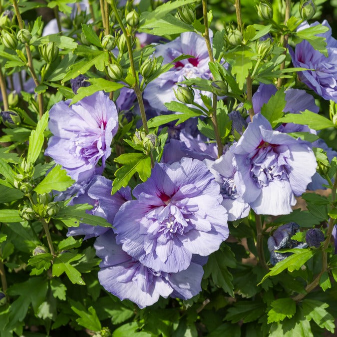 Hibiskus ‘Blue Chiffon’