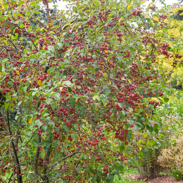 Zierapfel ‘Evereste’ - Malus Evereste Perpetu - Willemse
