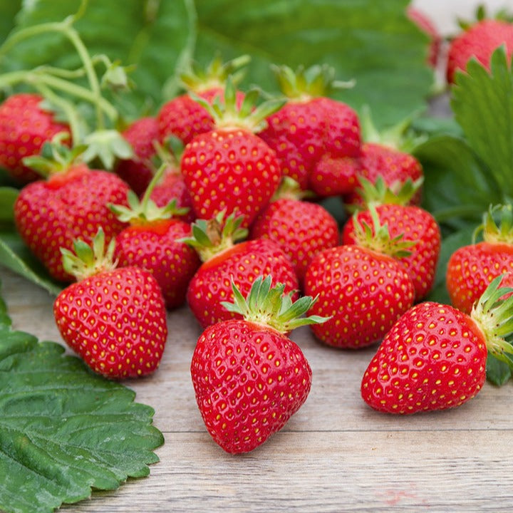 Erdbeere ‘Rubis des Jardins’ - Fragaria x ananassa 'Rubis Des Jardins' - Willemse