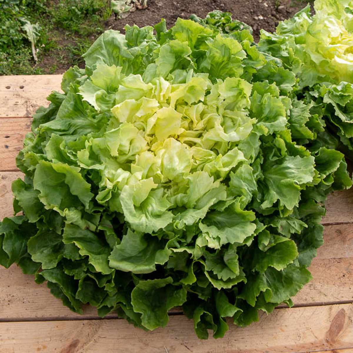 Endiviensalat ‘Grosse bouclee’ - Willemse
