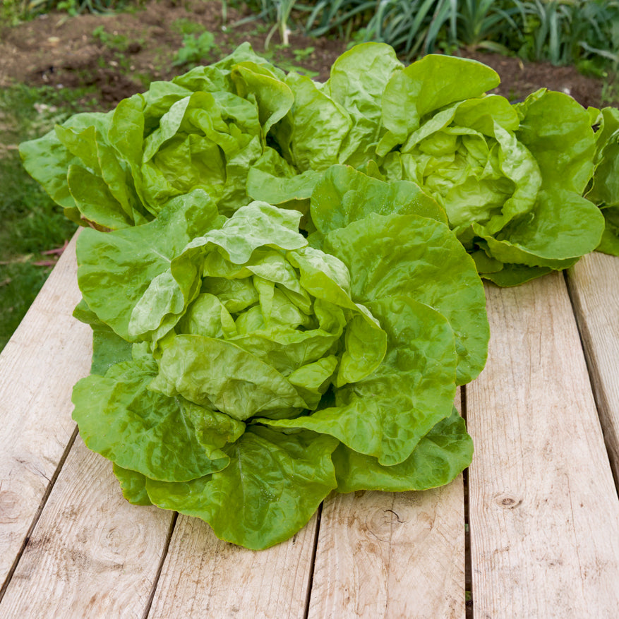 Kopfsalat ‘Grosse blonde paresseuse’ - Lactuca sativa grosse blonde paresseuse - Willemse