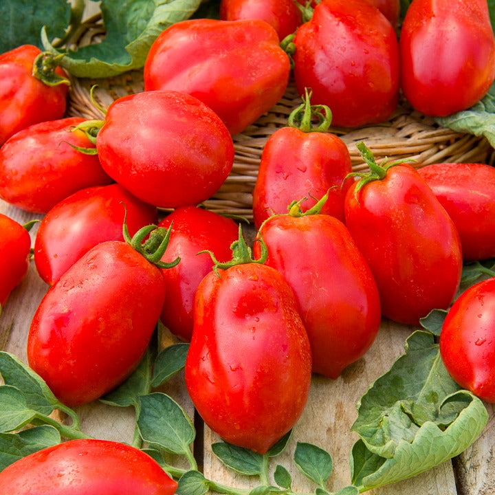 Tomate ‘Roma’ VF - Willemse