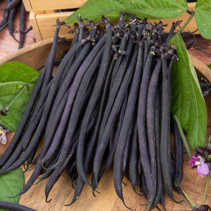 Stangenbohne mit violetten Hülsen