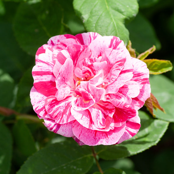 Historische Rose Ferdinand Pichard (Bourbon) - Rosa Ferdinand Pichard - Willemse