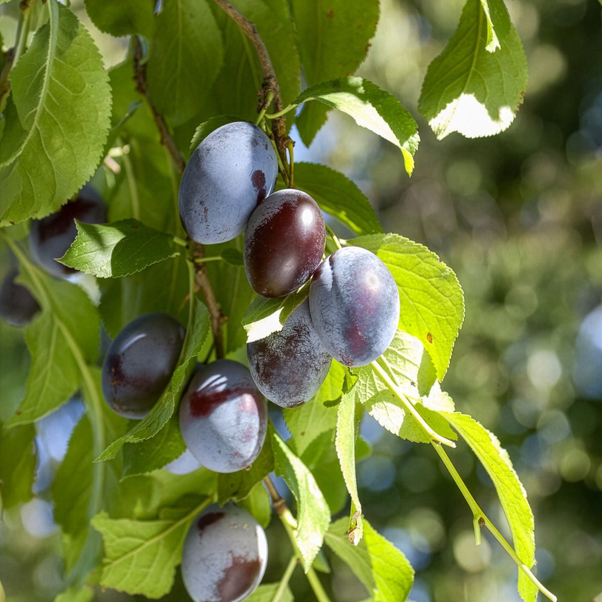 Prunus domestica Quetsche d'Alsace - Pflaume ‘Quetsche d’Alsace’ - Pflaumenbäume
