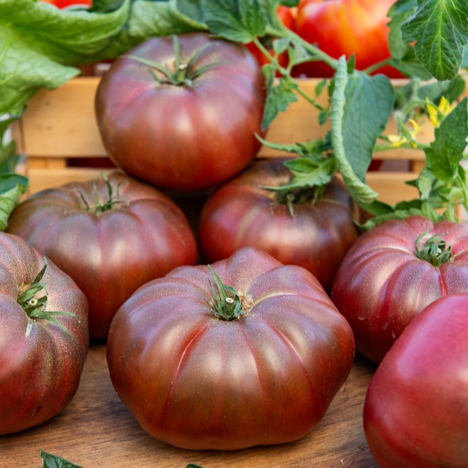 Tomate ‘Noire de Crimée’