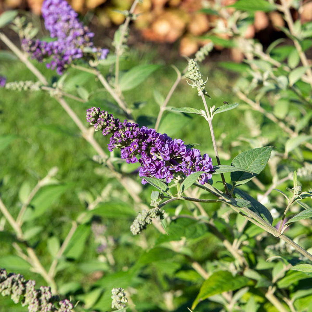 Schmetterlingsstrauch ‘Summer Lounge’ - Willemse