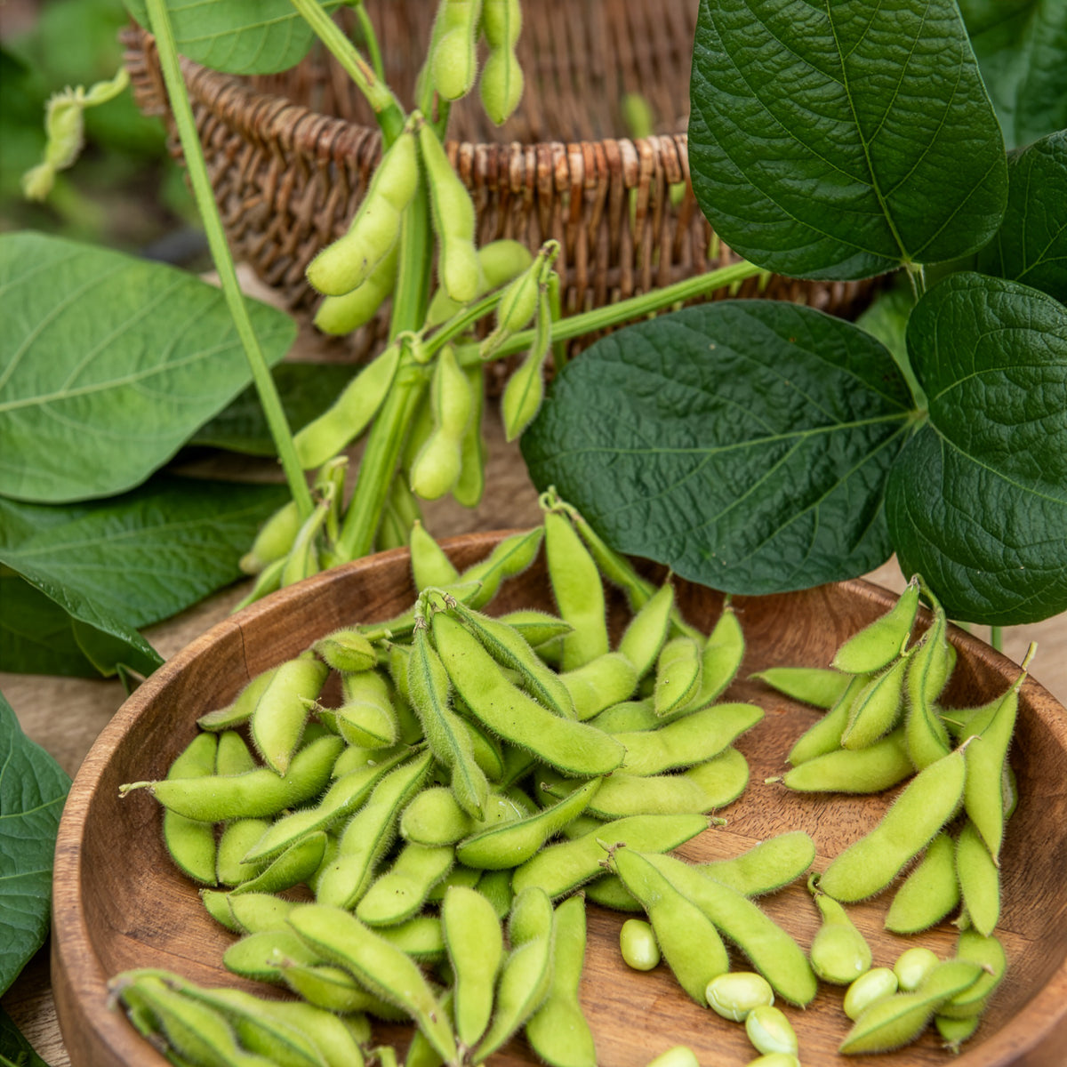 Sojabohne Fiskeby V Edamame - Glycine max - Willemse