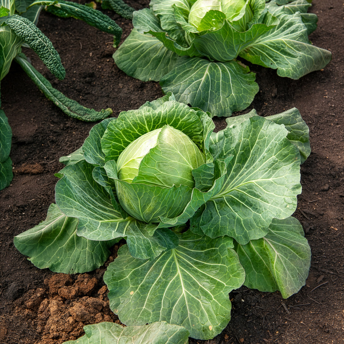 Weißkohl ‘De Brunswick’ - Brassica oleracea capitata de brunswick - Willemse