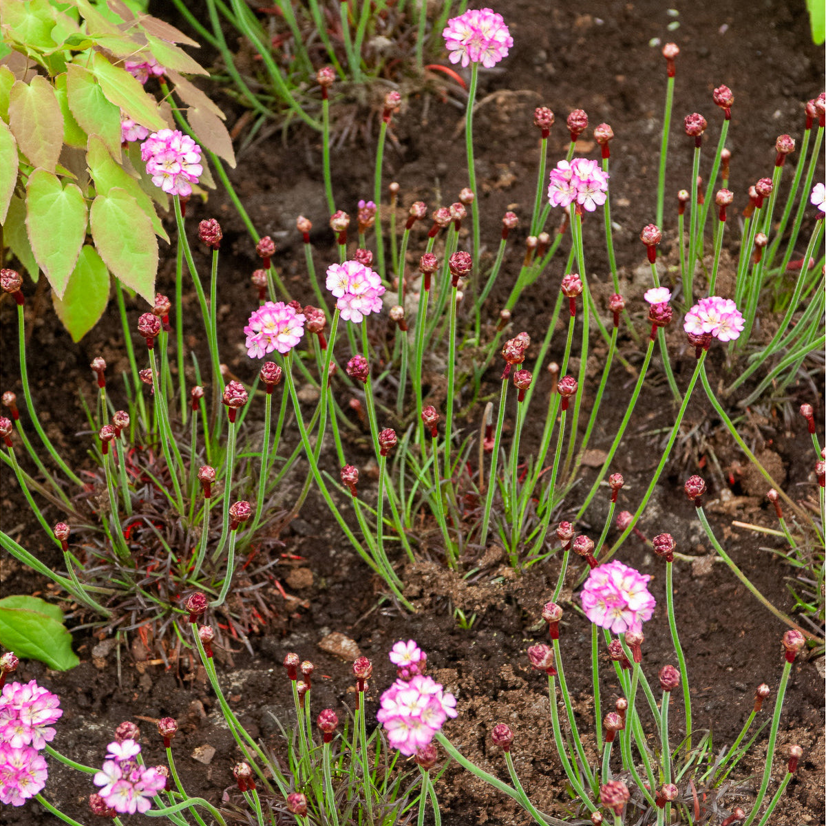 Grasnelke Armada Rose ® - Armeria maritima Rosea Compacta - Willemse