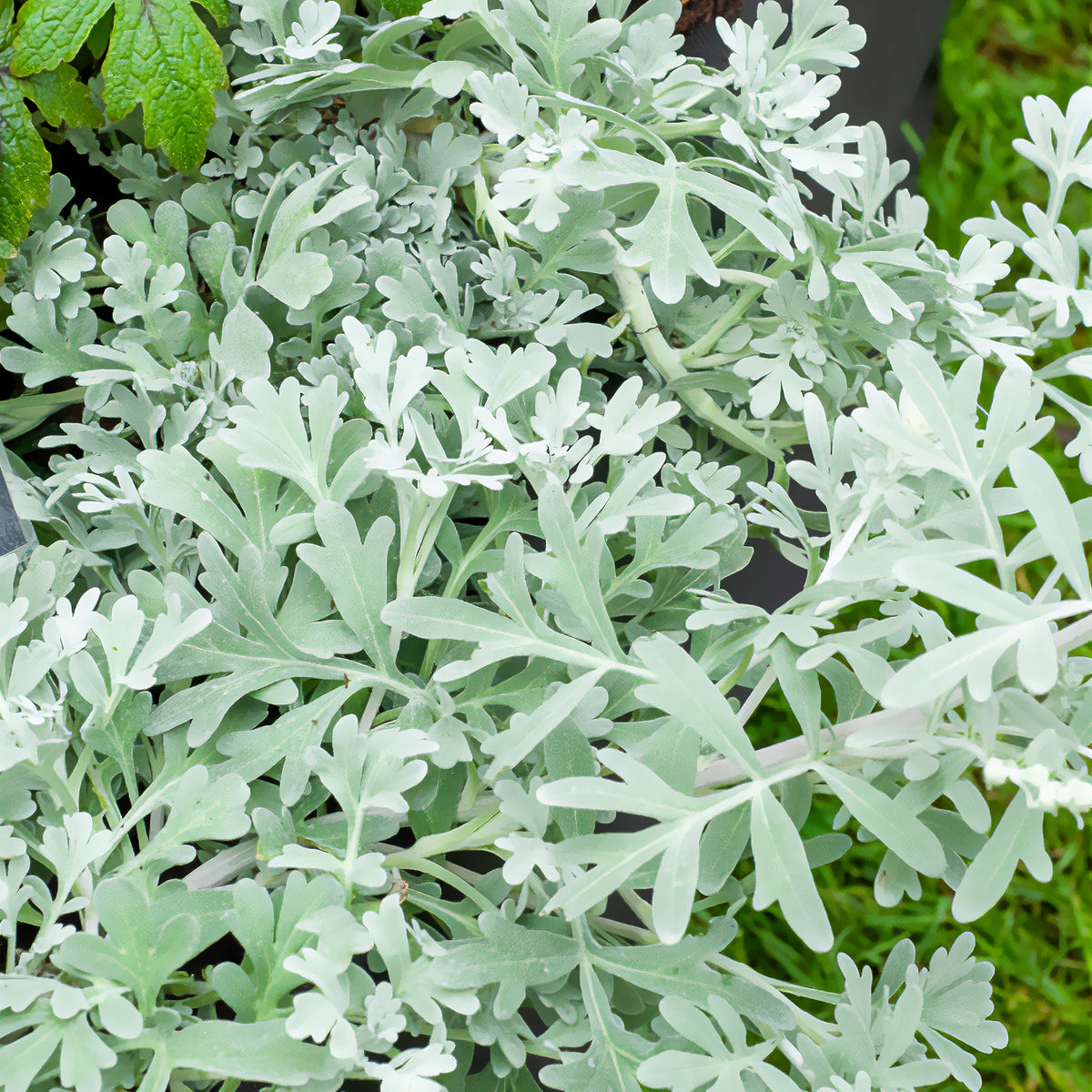 Silber-Beifuß ‘Boughton Silver’ - Willemse