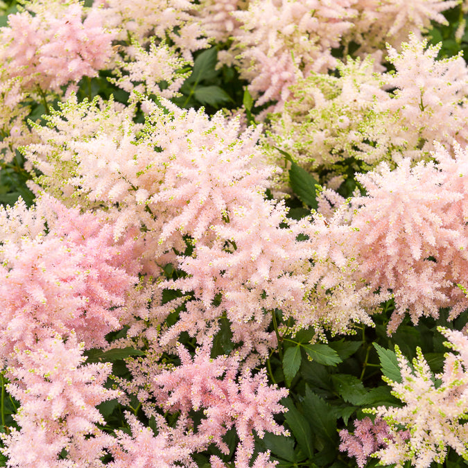 Japanische Astilbe Europa - Willemse