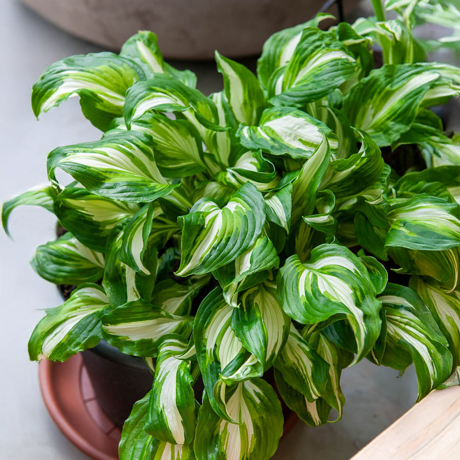 Hosta mit gewellten Blättern Mediovariegata - Willemse