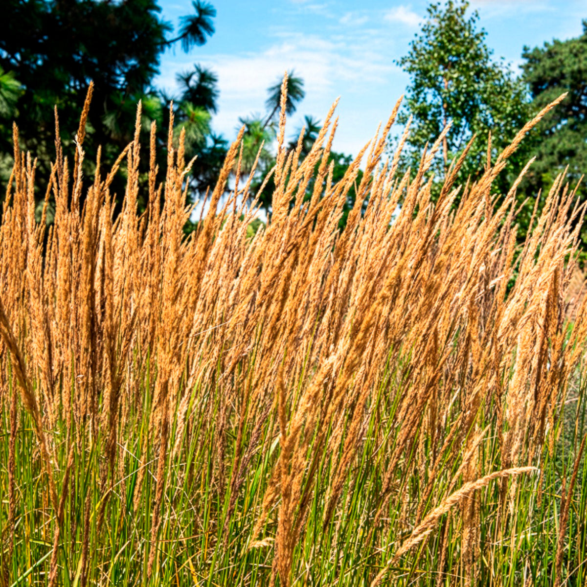 Reitgras Karl Förster - Calamagrostis x acutiflora Karl Foerster - Willemse