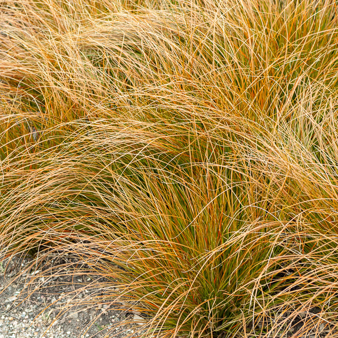 Orange Segge - Willemse