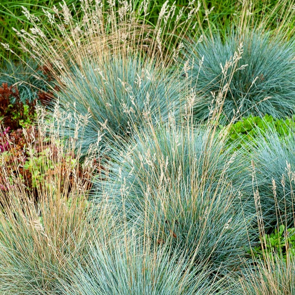 Blau-Schwingel 'Elijah Blue' - Willemse