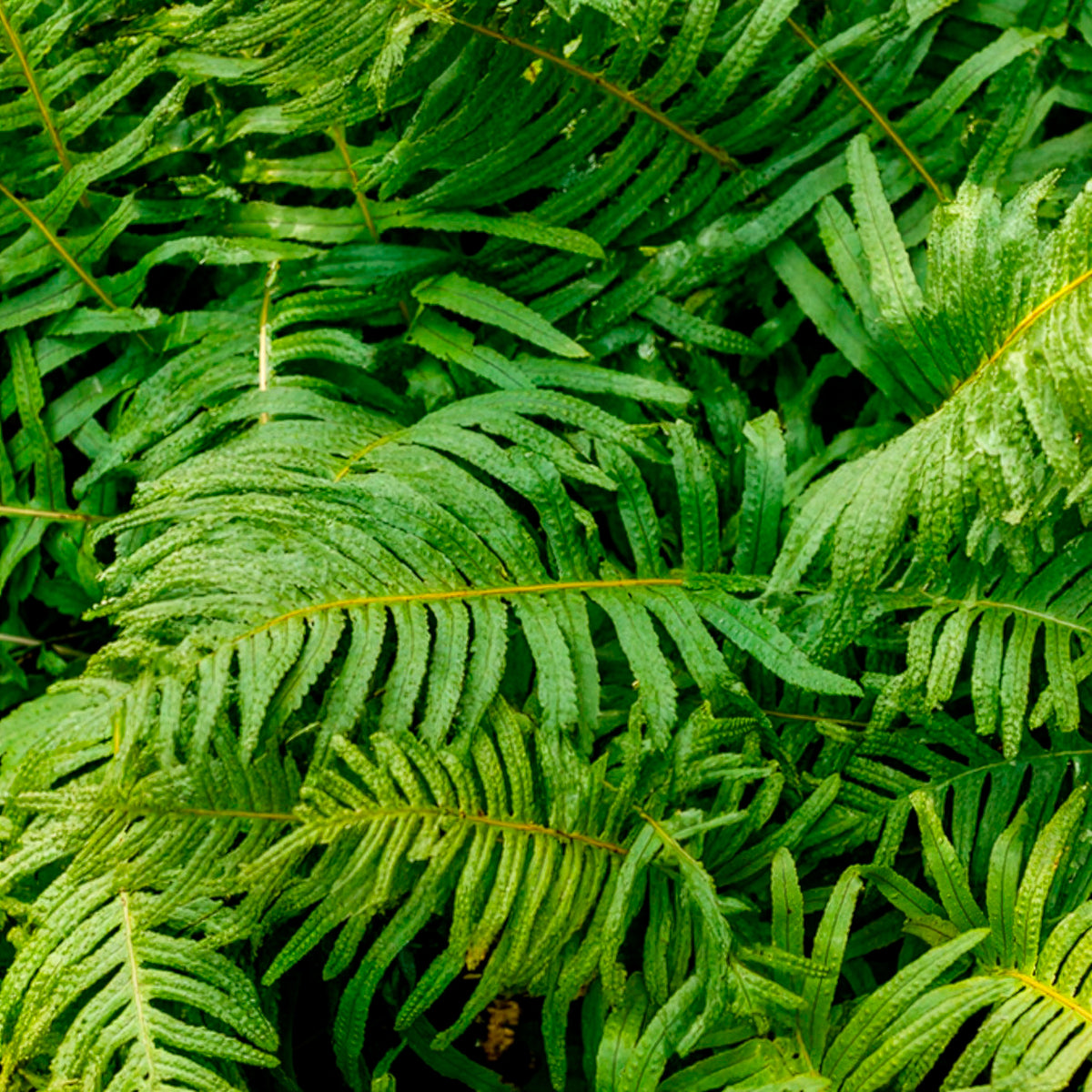Tüpfelfarn - Polypodium vulgare - Willemse